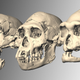 Illustration for article titled This skull may have just rewritten the book on human evolution